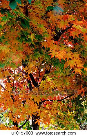 Stock Image - Natural Impressions, Plant, Maple Leaf, Leaf. Fotosearch