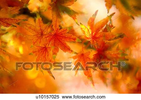 Natural Impressions, Plant, Maple Leaf, Leaf View Large Photo Image Stock Photography - Natural Impressions, Plant, Maple Leaf, Leaf. Fotosearch