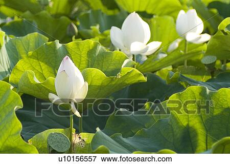 Natural Impressions, Plant, Sunbeam, Lotus View Large Photo Image Stock Photo - Natural Impressions, Plant, Sunbeam, Lotus. Fotosearch