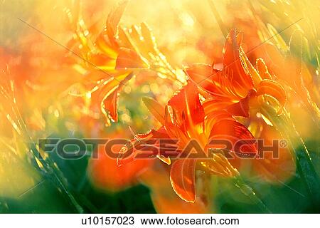 Natural Impressions, Plant, Tiger lily, Beauty in Nature View Large Photo Image Stock Image - Natural Impressions, Plant, Tiger lily, Beauty in Nature. Fotosearch