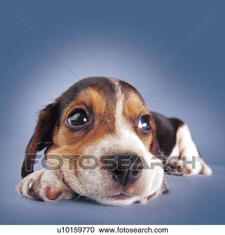 Stock Image - Close-Up, lying, watching Cute. Fotosearch