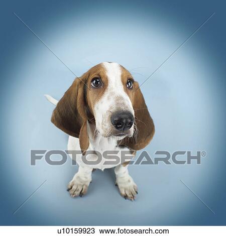 Stock Image - Close-Up, lying, watching Cute. Fotosearch