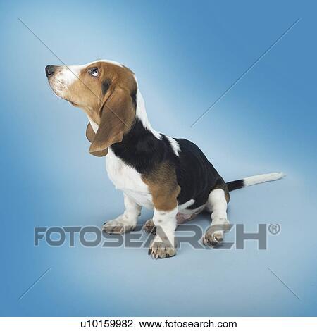 Stock Image - Close-Up, lying, watching Cute. Fotosearch