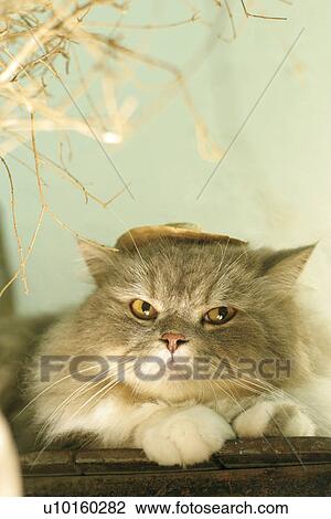 Stock Image - Close-Up, lying, watching Cute. Fotosearch