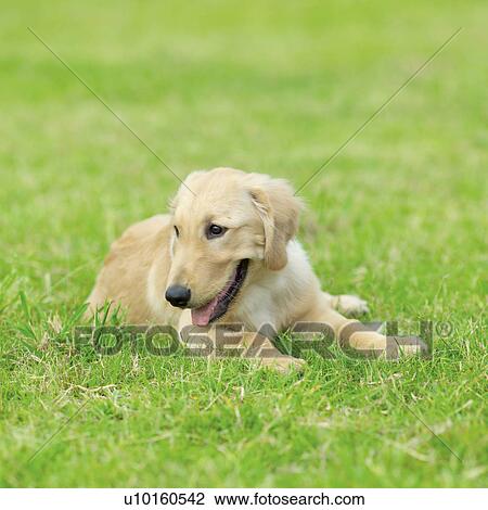 Close-Up, lying, watching Cute View Large Photo Image Stock Image - Close-Up, lying, watching Cute. Fotosearch