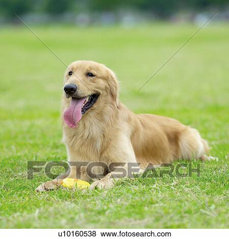 Close-Up, lying, watching Cute View Large Photo Image Stock Photo - Close-Up, lying, watching Cute. Fotosearch