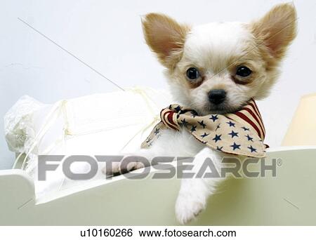Stock Photograph - Close-Up, lying, watching Cute. Fotosearch