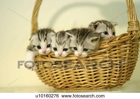 Stock Photograph - Close-Up, lying, watching Cute. Fotosearch