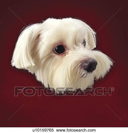 Stock Photography - Close-Up, lying, watching Cute. Fotosearch
