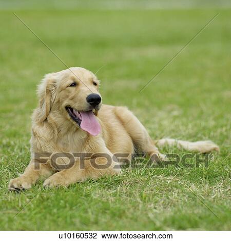 Close-Up, running, watching Cute View Large Photo Image Stock Image - Close-Up, running, watching Cute. Fotosearch