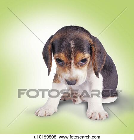 Close-Up, sitting, listening Cute View Large Photo Image Stock Photo - Close-Up, sitting, listening Cute. Fotosearch