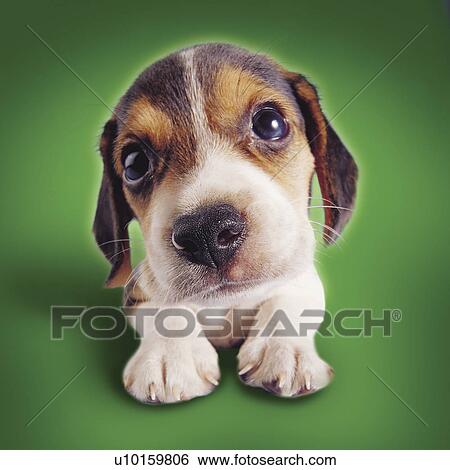 Close-Up, sitting, listening Cute View Large Photo Image Stock Photograph - Close-Up, sitting, listening Cute. Fotosearch