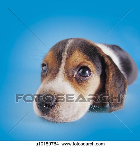 Picture - Close-Up, sitting, watching Cute. Fotosearch