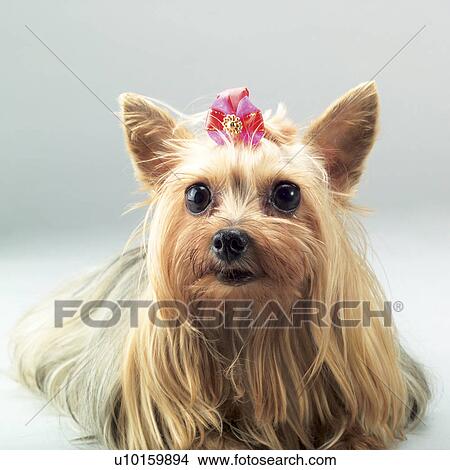 Close-Up, sitting, watching Cute View Large Photo Image Picture - Close-Up, sitting, watching Cute. Fotosearch