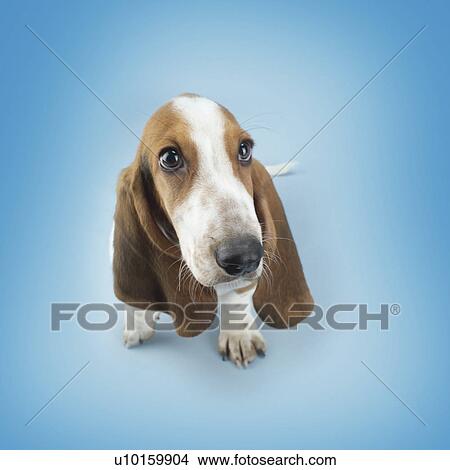 Picture - Close-Up, sitting, watching Cute. Fotosearch