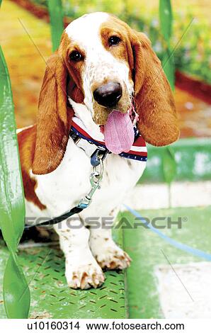 Picture - Close-Up, sitting, watching Cute. Fotosearch
