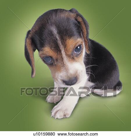 Close-Up, sitting, watching Cute View Large Photo Image Stock Image - Close-Up, sitting, watching Cute. Fotosearch