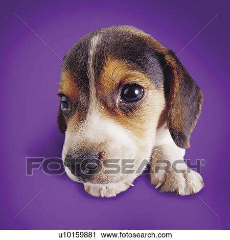 Stock Image - Close-Up, sitting, watching Cute. Fotosearch