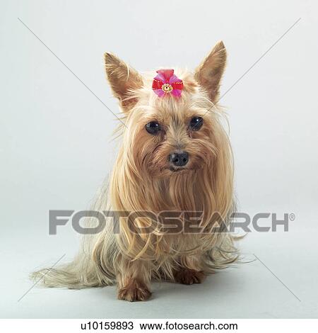 Close-Up, sitting, watching Cute View Large Photo Image Stock Image - Close-Up, sitting, watching Cute. Fotosearch