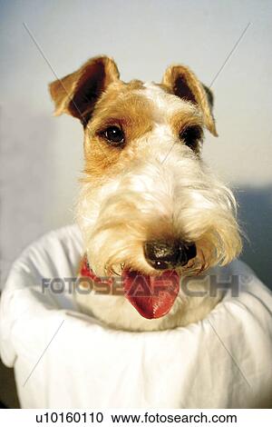Close-Up, sitting, watching Cute View Large Photo Image Stock Image - Close-Up, sitting, watching Cute. Fotosearch