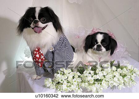 Close-Up, sitting, watching Cute View Large Photo Image Stock Image - Close-Up, sitting, watching Cute. Fotosearch