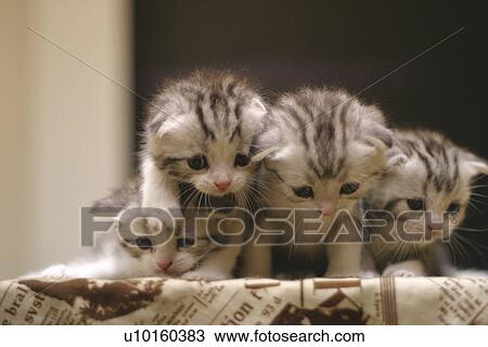 Stock Image - Close-Up, sitting, watching Cute. Fotosearch