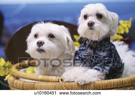 Close-Up, sitting, watching Cute View Large Photo Image Stock Image - Close-Up, sitting, watching Cute. Fotosearch