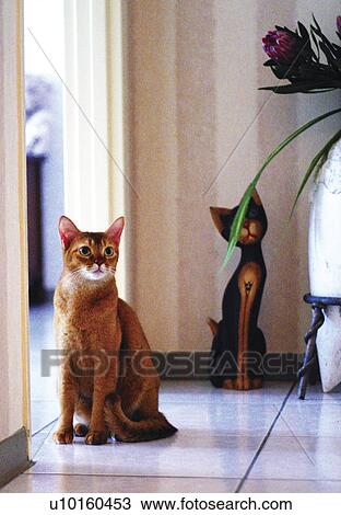 Stock Image - Close-Up, sitting, watching Cute. Fotosearch