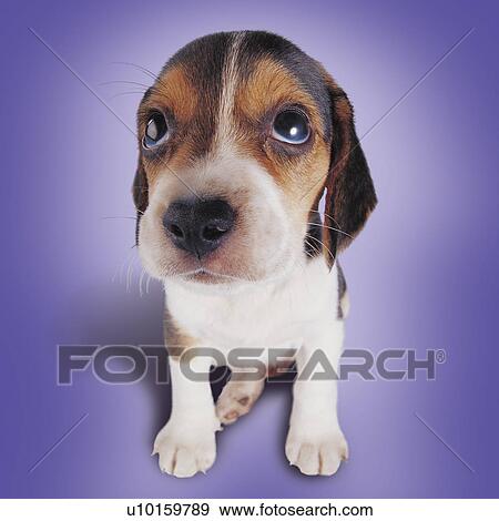Close-Up, sitting, watching Cute View Large Photo Image Stock Photo - Close-Up, sitting, watching Cute. Fotosearch