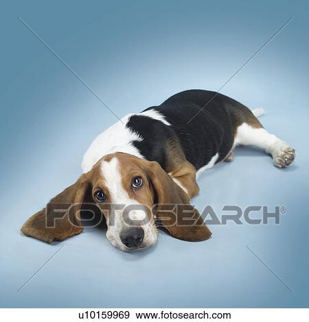 Stock Photo - Close-Up, sitting, watching Cute. Fotosearch
