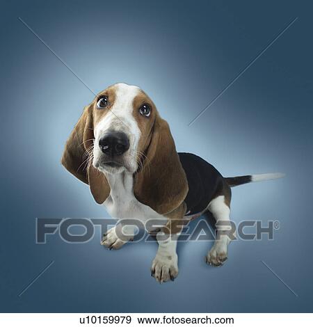 Close-Up, sitting, watching Cute View Large Photo Image Stock Photo - Close-Up, sitting, watching Cute. Fotosearch