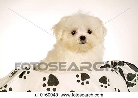 Stock Photo - Close-Up, sitting, watching Cute. Fotosearch