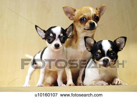 Stock Photo - Close-Up, sitting, watching Cute. Fotosearch