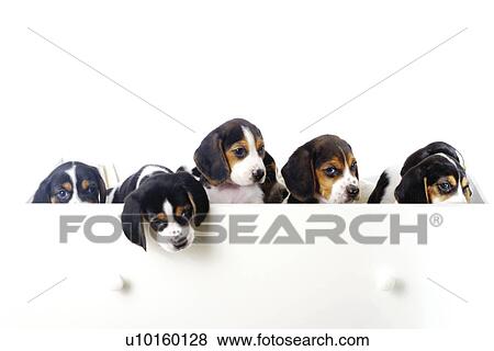 Stock Photo - Close-Up, sitting, watching Cute. Fotosearch
