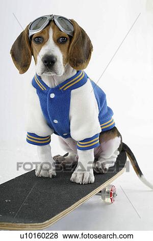 Stock Photo - Close-Up, sitting, watching Cute. Fotosearch