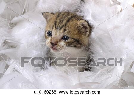 Stock Photo - Close-Up, sitting, watching Cute. Fotosearch