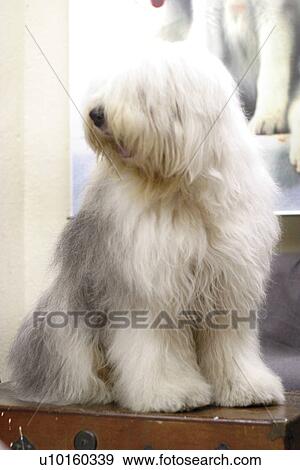 Stock Photo - Close-Up, sitting, watching Cute. Fotosearch