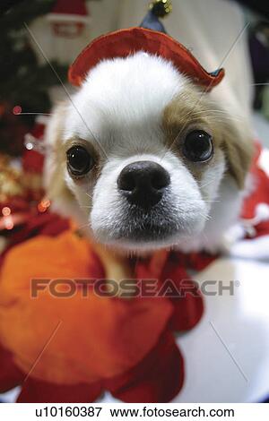 Close-Up, sitting, watching Cute View Large Photo Image Stock Photo - Close-Up, sitting, watching Cute. Fotosearch
