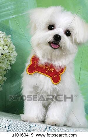 Close-Up, sitting, watching Cute View Large Photo Image Stock Photo - Close-Up, sitting, watching Cute. Fotosearch