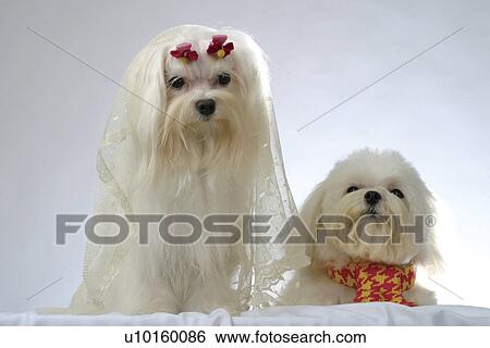 Stock Photograph - Close-Up, sitting, watching Cute. Fotosearch