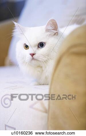 Stock Photograph - Close-Up, sitting, watching Cute. Fotosearch