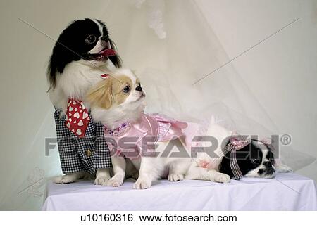 Close-Up, sitting, watching Cute View Large Photo Image Stock Photograph - Close-Up, sitting, watching Cute. Fotosearch
