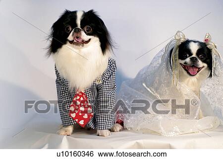 Stock Photograph - Close-Up, sitting, watching Cute. Fotosearch