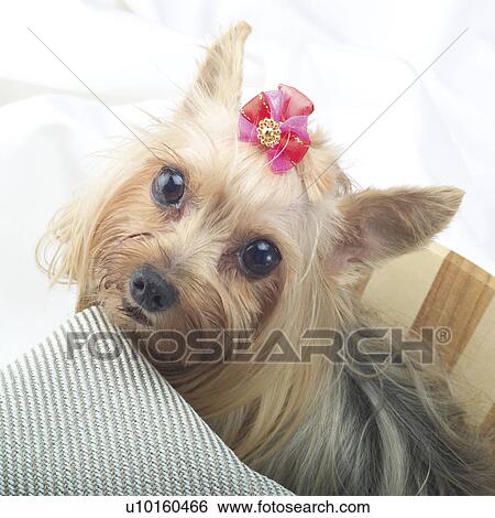 Stock Photograph - Close-Up, sitting, watching Cute. Fotosearch