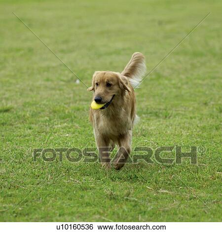 Stock Photograph - Close-Up, sitting, watching Cute. Fotosearch
