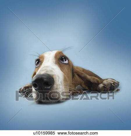 Stock Photography - Close-Up, sitting, watching Cute. Fotosearch
