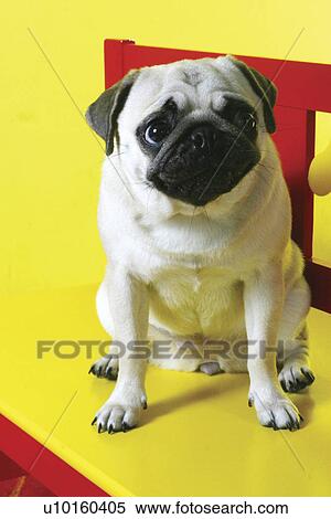 Stock Photography - Close-Up, sitting, watching Cute. Fotosearch