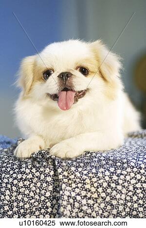 Stock Photography - Close-Up, sitting, watching Cute. Fotosearch