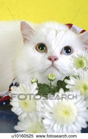 Close-Up, sitting, watching Cute View Large Photo Image Stock Photography - Close-Up, sitting, watching Cute. Fotosearch