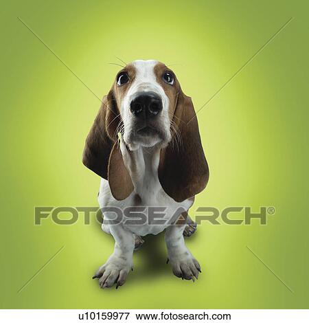 Stock Photo - Close-Up, sitting, watching. Fotosearch
